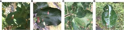 RAAWC-UNet: an apple leaf and disease segmentation method based on residual attention and atrous spatial pyramid pooling improved UNet with weight compression loss